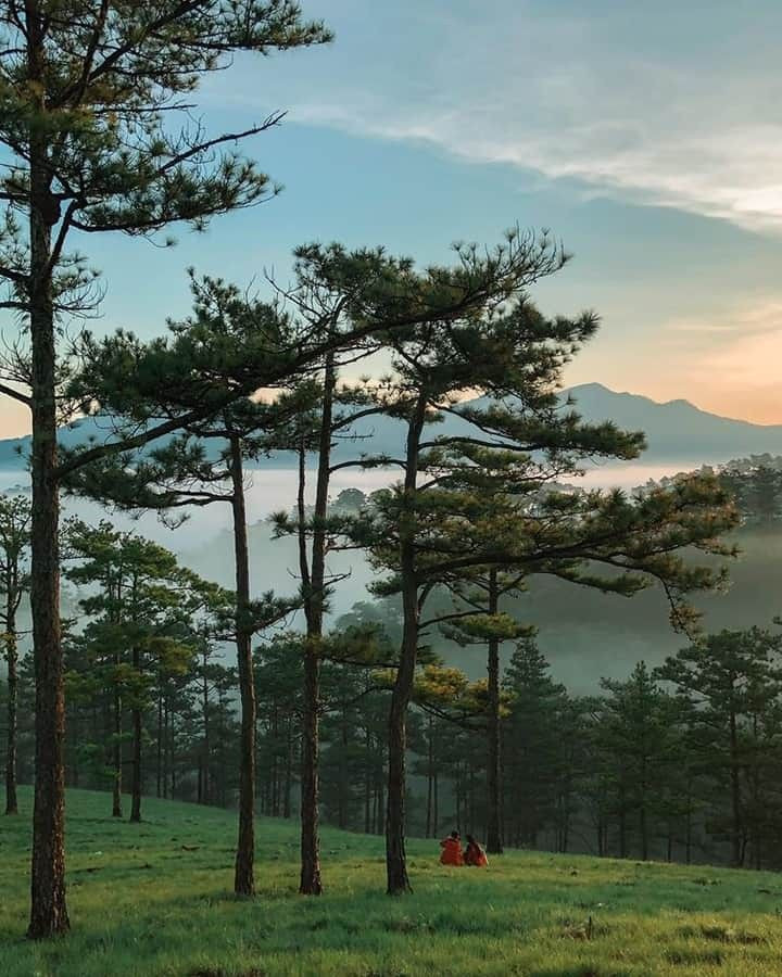 rừng thông Đà Lạt